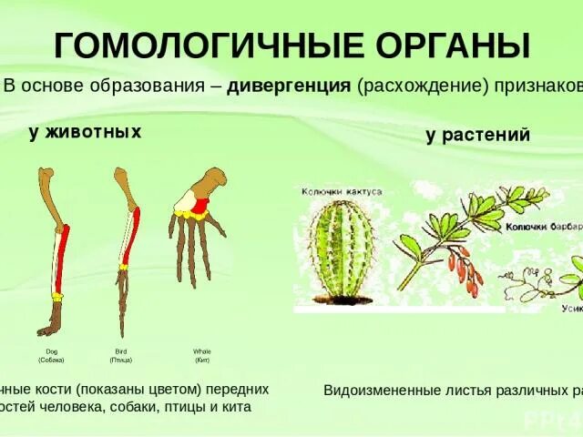 Гомологичные органы у растений и животных. Гомологичные органы у животных. Аналогичные и гомологичные органы растений. Гомологичные органы дивергенции.