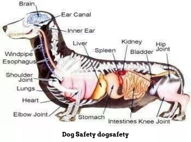 Анатомия собаки внутренние органы таксы. Анатомия собаки таксквнутренние органы. Анатомия таксы внутренние органы. Внутреннее строение таксы. Сердце собаки расположено