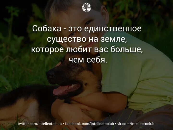 Собака это единственное существо которое любит. Афоризмы о собаках. Люди которые не любят собак. Высказываниямо собаках. Собаки плохо видят