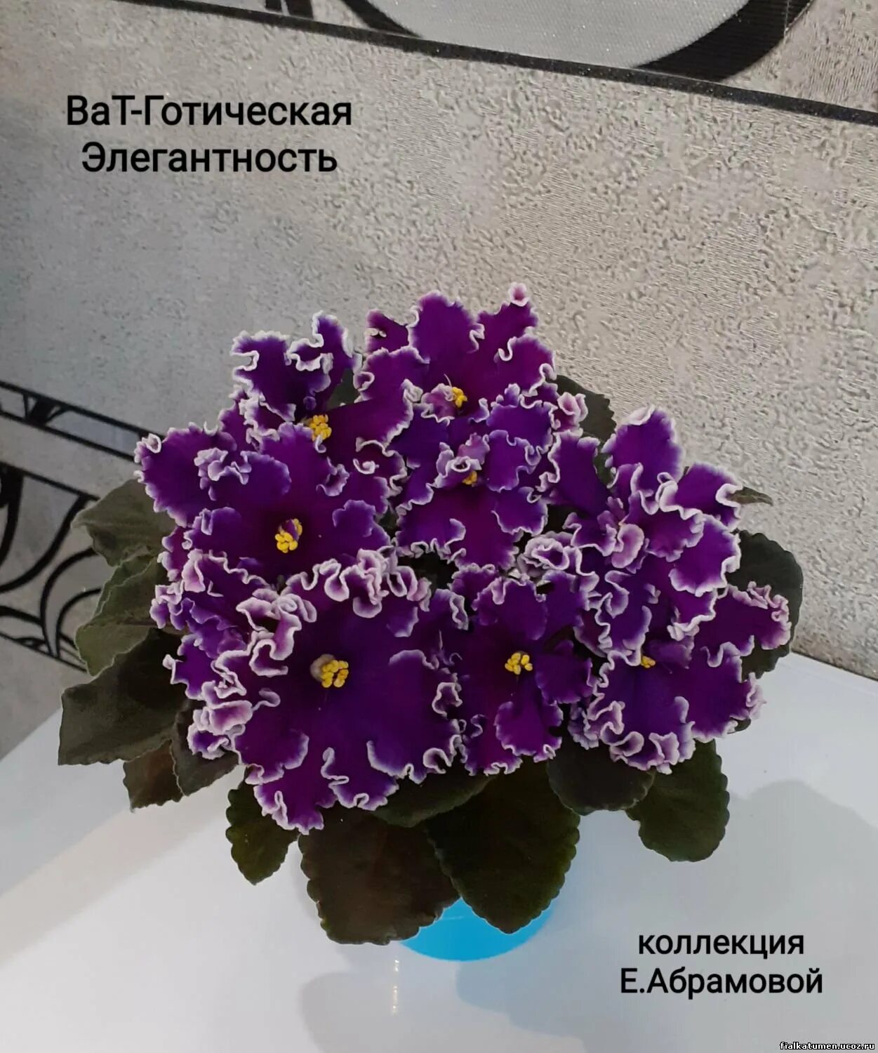 Сорт фиалки готическая элегантность. Фиалка ле готическая элегантность. Фиалка ват-офелия. Сорт фиалки ват фантастическая элегантность. Сенполия готическая элегантность.