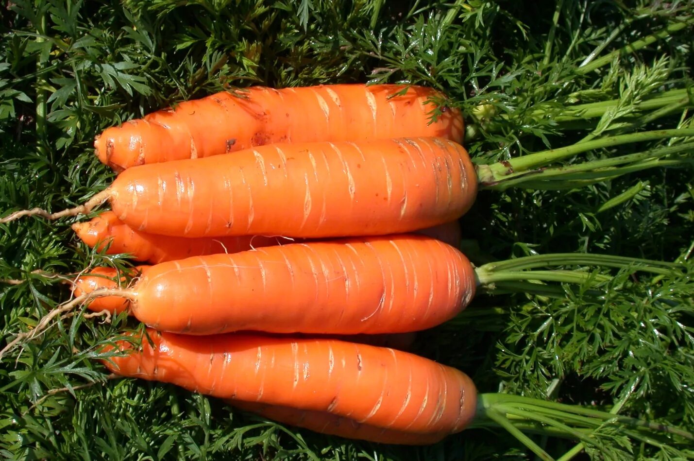 Какой сорт самый сильный. Семена моркови НИИОХ. Сорт моркови Нантская 4. Сорт моркови НИИОХ. Сорт моркови Нантская.