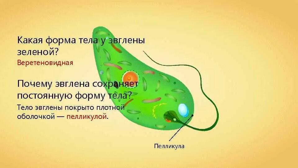 Какой органоид у эвглены зеленой. Жгутиконосцы эвглена зеленая. Строение жгутиковые эвглена зеленая. Питание жгутиковые эвглена зеленая. Хлоропласты у эвглены зеленой.