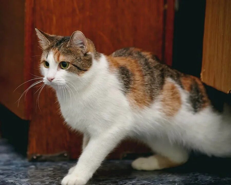Кошка окрас серо бело рыжий. Беспородные кошки трёхцветные. Кошка дворняжка трехцветная. Трехшерстная кошка порода. Трехцветная гладкошерстная кошка.