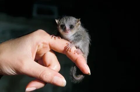 Какие есть маленькие звери