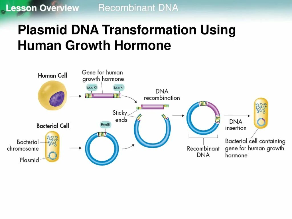Этапы метода рекомбинантных плазмид. Линейные плазмиды. Трансформация плазмида. Agrobacterium tumefaciens плазмида. Плазмида схема бактерии.