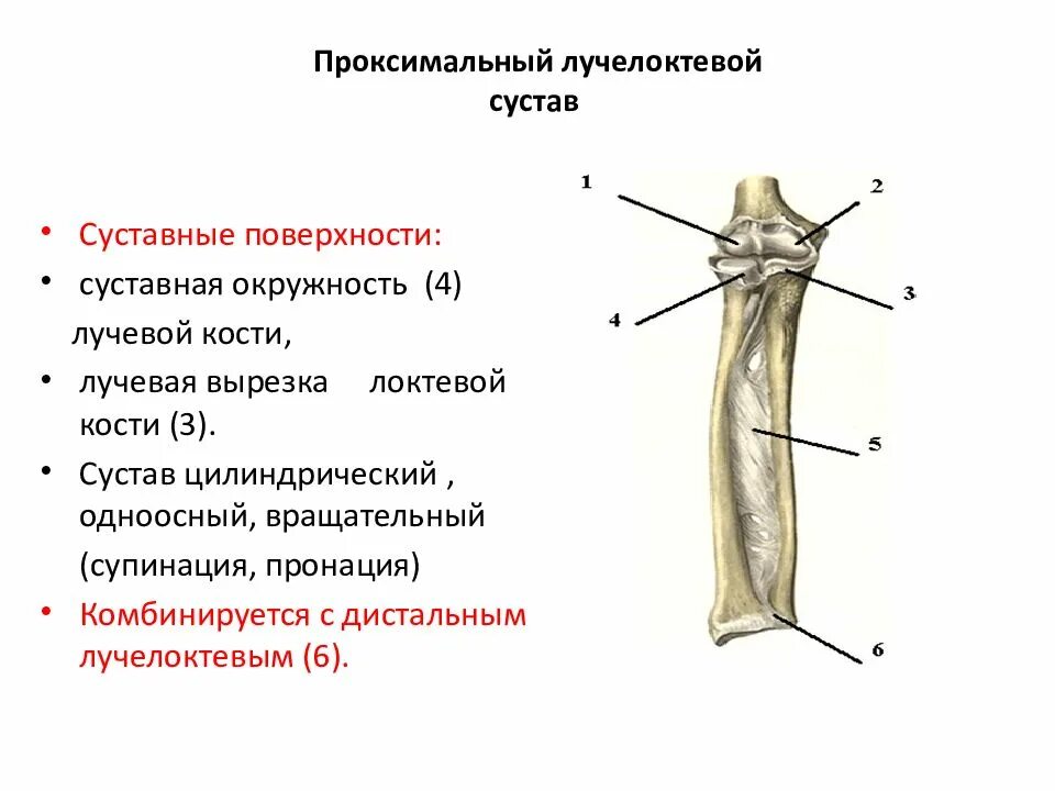 Проксимальный лучелоктовой состав. Лучелоктевой сустав классификация. Проксимальный и дистальный лучелоктевые суставы. Локтевой сустав, проксимальный и дистальный лучелоктевой суставы.