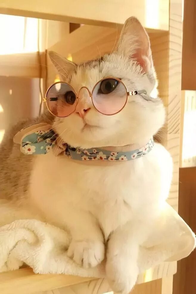Утром весело с котами. Кошка в очках. Кошечка в очках. Милый котик в очках. Кошка с очками.