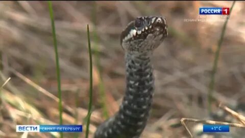 Когда гадюки впадают в спячку