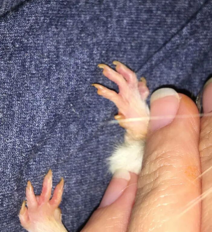 Сколько пальцев у мыши