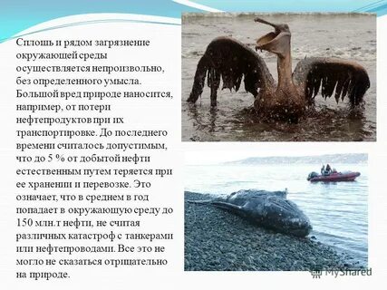 Влияние нефти на окружающую среду