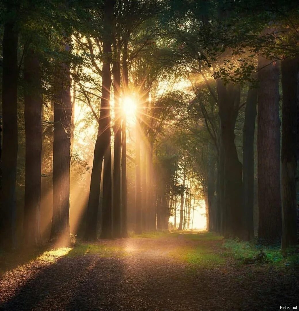 лес в свете солнца. "солнце в лесу". лучи солнца в лесу. лучи солнца в лесу. лес в свете солнца.