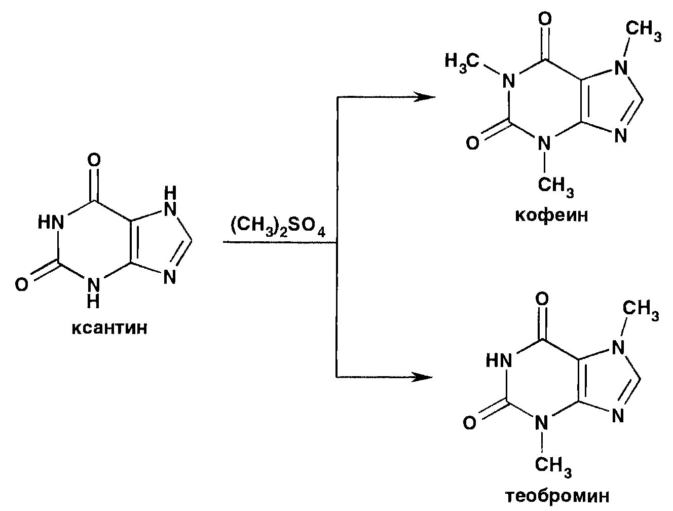 Формы кофеина. Синтез кофеина из мочевой кислоты. Метилирование ксантина. N-метилированные ксантины: теофиллин, теобромин, кофеин.. Мочевая кислота ксантин кофеин.