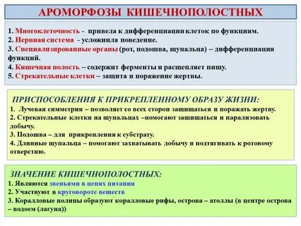 Дифференциация организма