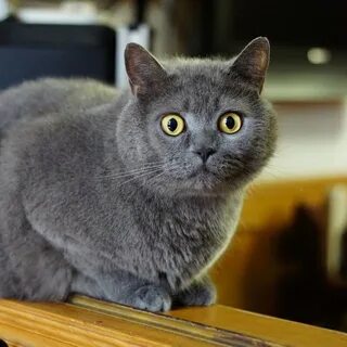 Кошка породы британская