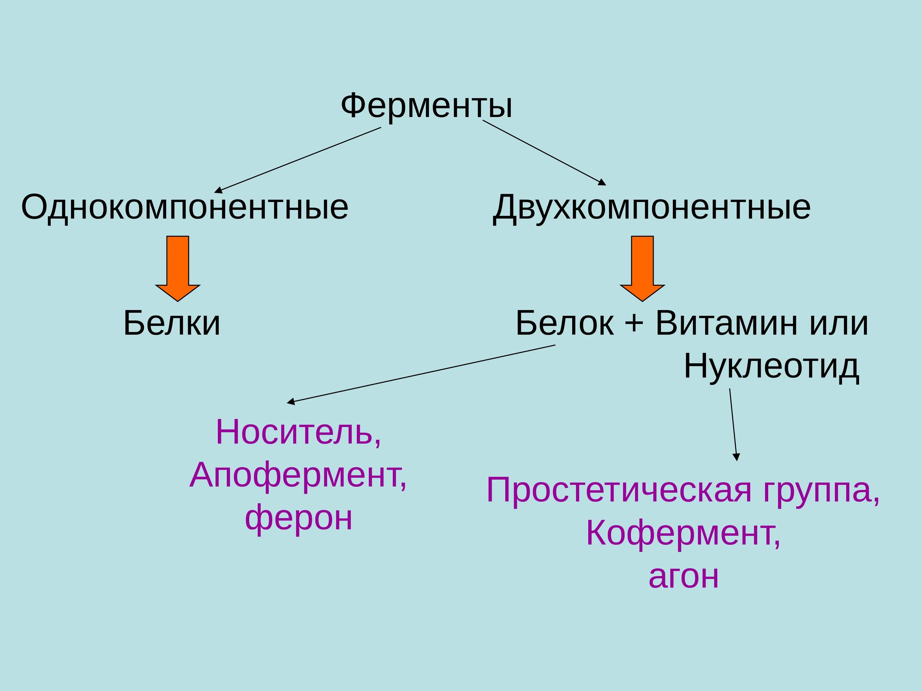 К группе ферментов относится. Ферменты однокомпонентные и двухкомпонентные. Однокомпонентные ферменты. Строение двухкомпонентных ферментов. Простые и сложные ферменты биохимия.