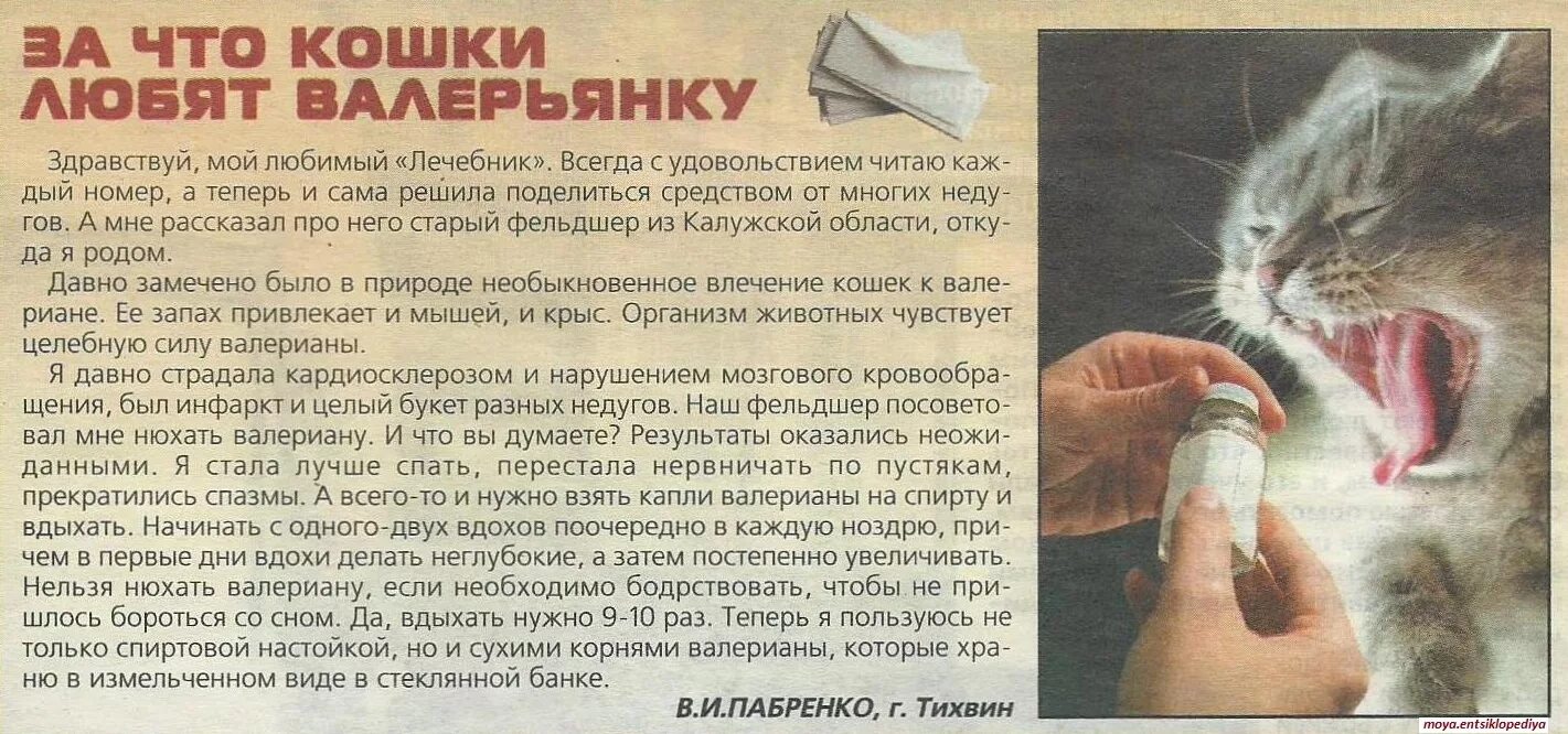 Можно ли кошке давать валериану
