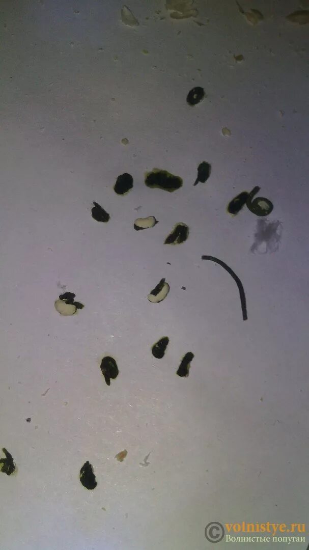 Как выглядят личинки в кале. Фасциола гепатика в кале. Как выглядят личинки в кале. Как выглядят личинки в кале. Как выглядят личинки в кале.