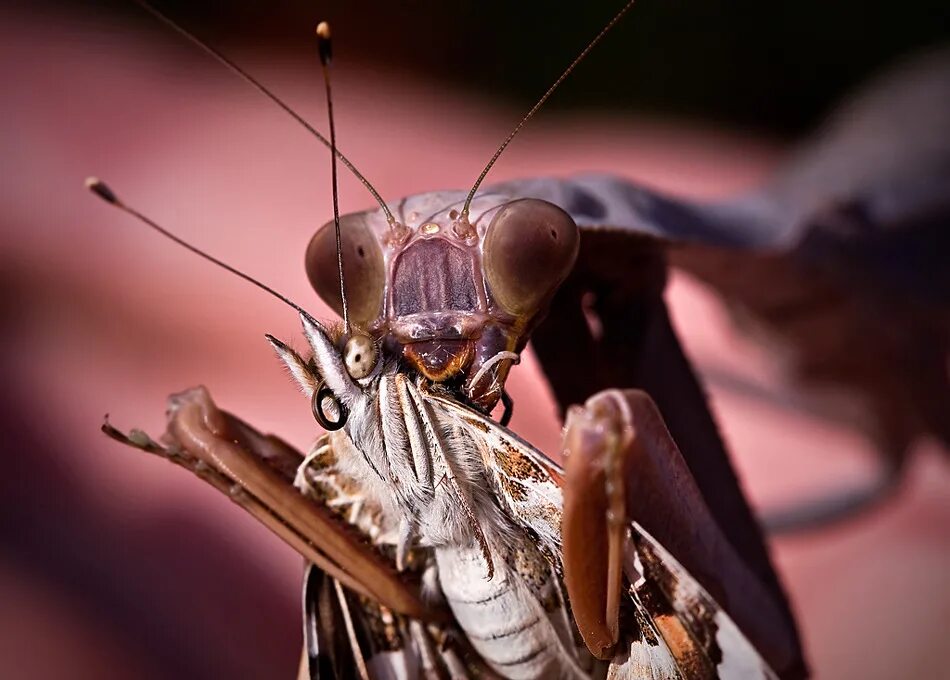 Богомол Мантис(бабочка). Бабочка богомол Мантис бабочка. Ischnomantis Gigas богомол. Богомол Вика. Богомол питание