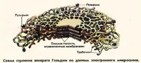 Строение и функции аппарата гольджи и лизосом