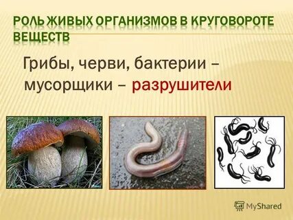 Какие организмы названы разрушителями