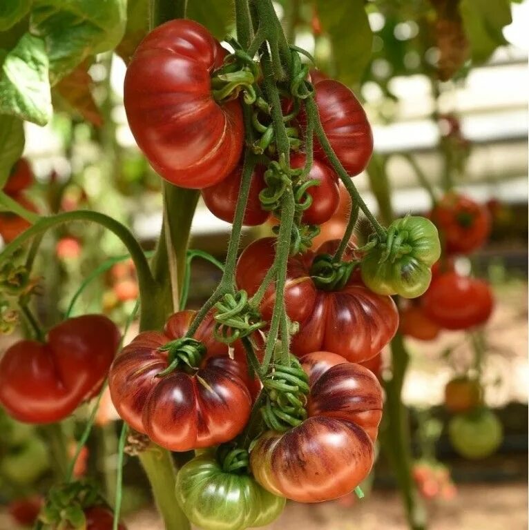 Сорта томатов черничный десерт. Семена томатов. Сорт томатов черника. Сорт томата черничный десерт. Сорт томата черничный десерт.