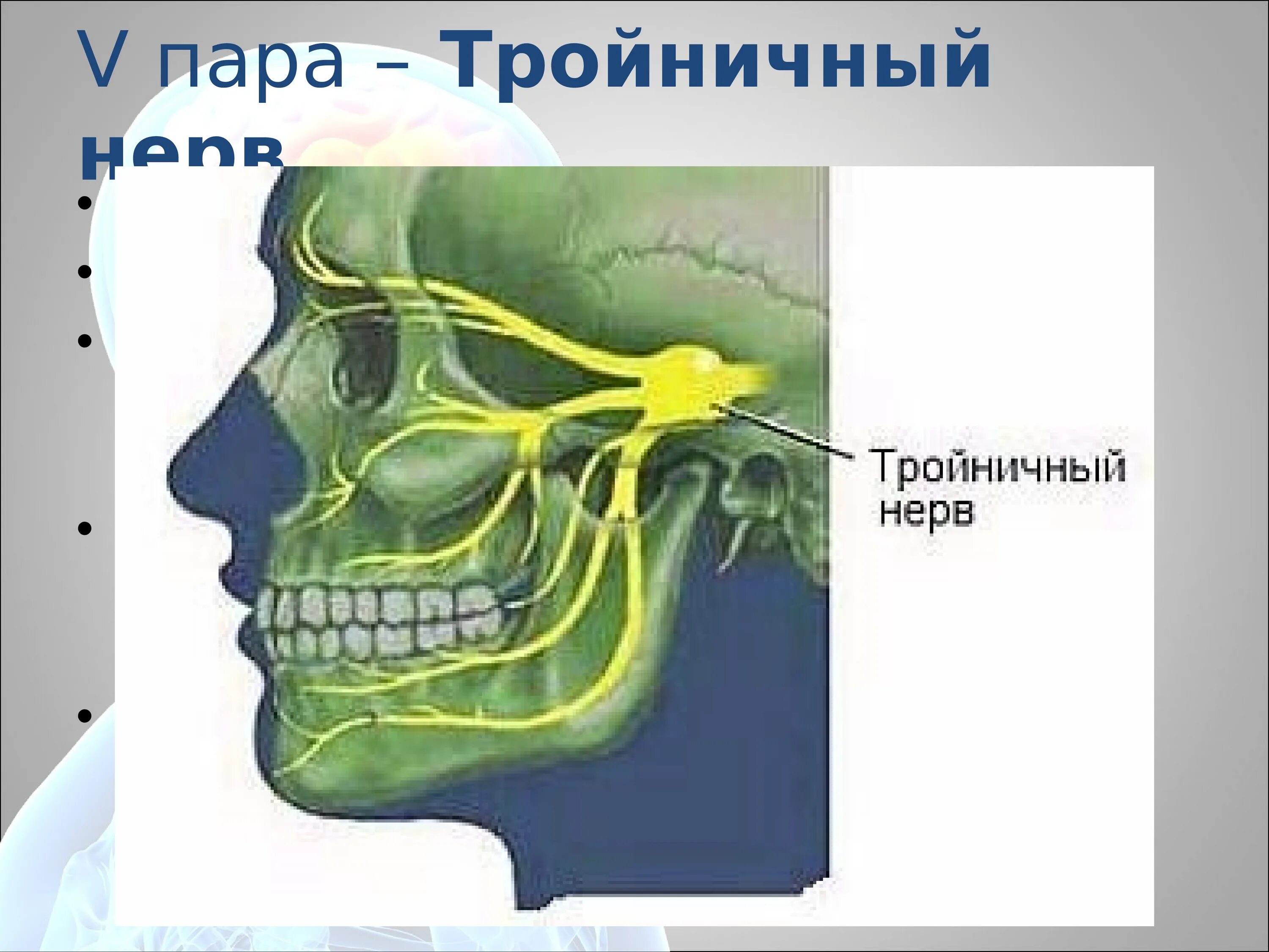 Тройничного нерва 9 букв. 5 Пара тройничный нерв. Тройничный нерв (n. trigeminus). 5 Пара тройничный нерв анатомия. Лицевая ветвь тройничного нерва.