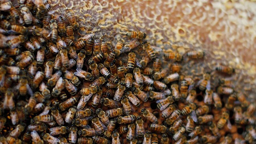 Рой насекомых. Рой пчелпгпирбеако. Матка пчелы. Майкопская пчеломатка. Можно ли считать семьей пчел их рой.