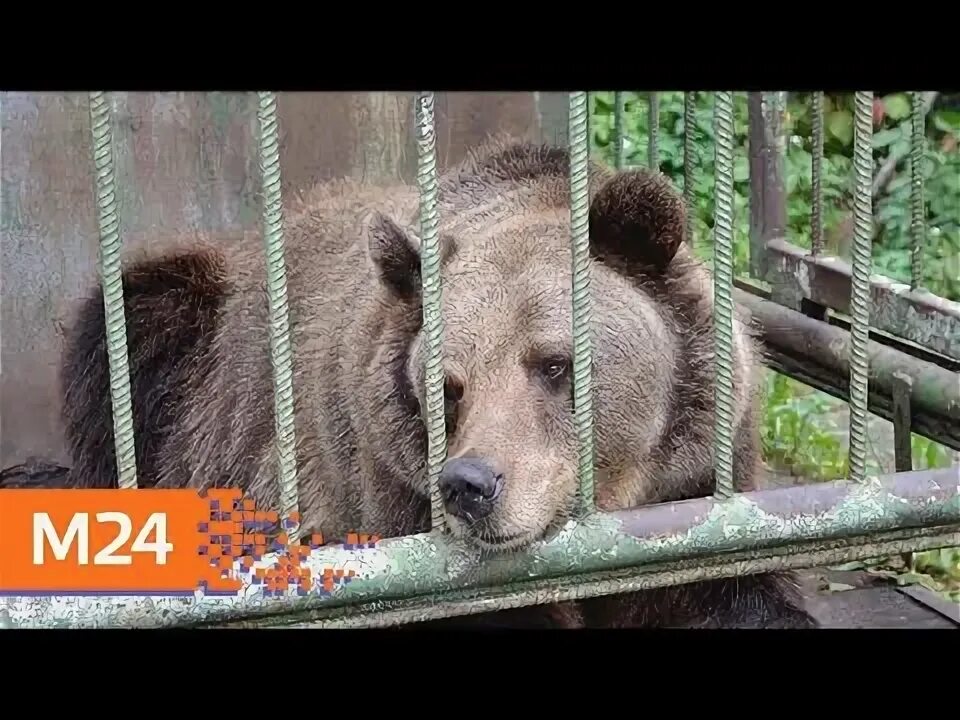 City on Viking Cruise: where lives hostess emblem of the city Yaroslavl - bear M