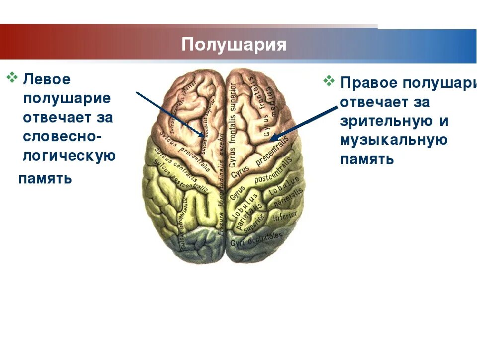 Полушарие логики. Мозг человека полушария. Левое и правое полушарие мозга. Головной мозг левое и правое полушарие. Леволевое полушарие отвечает за.