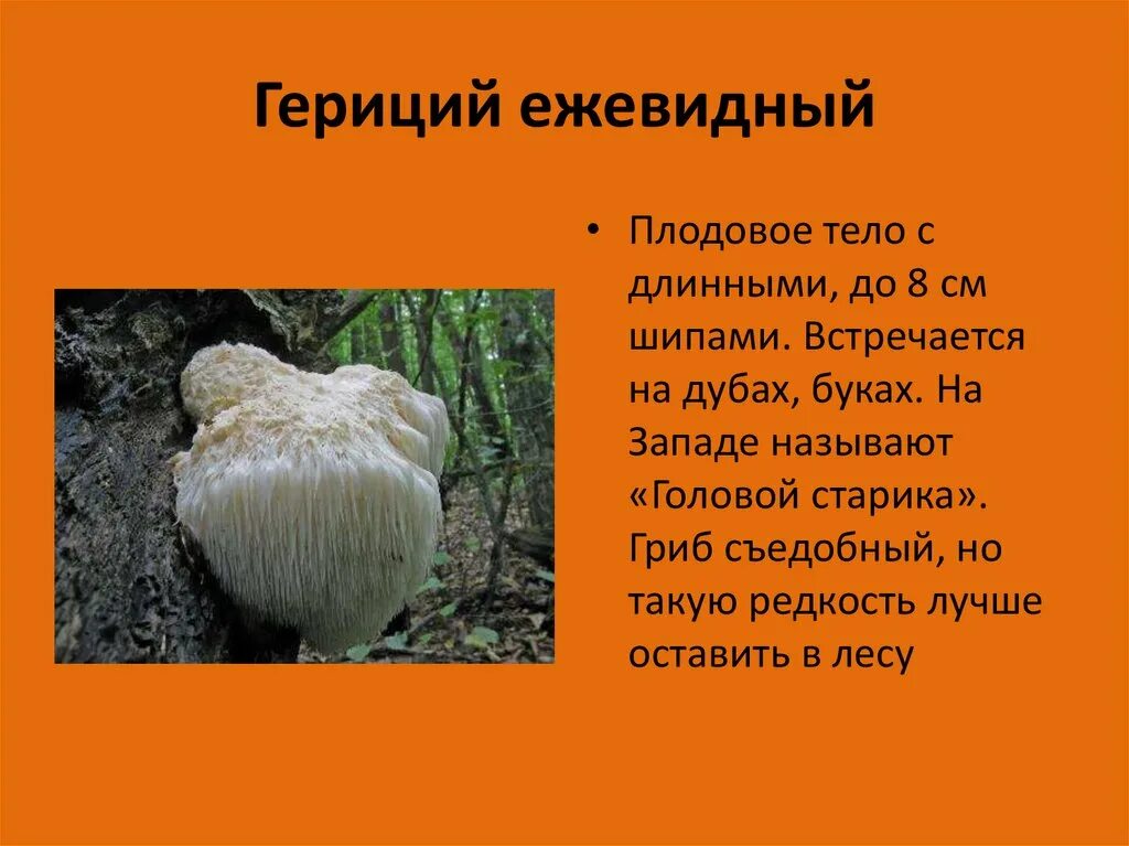 Сообщение о интересном грибе