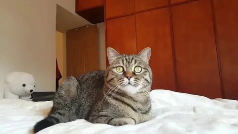 Смешные коты видео на русском
