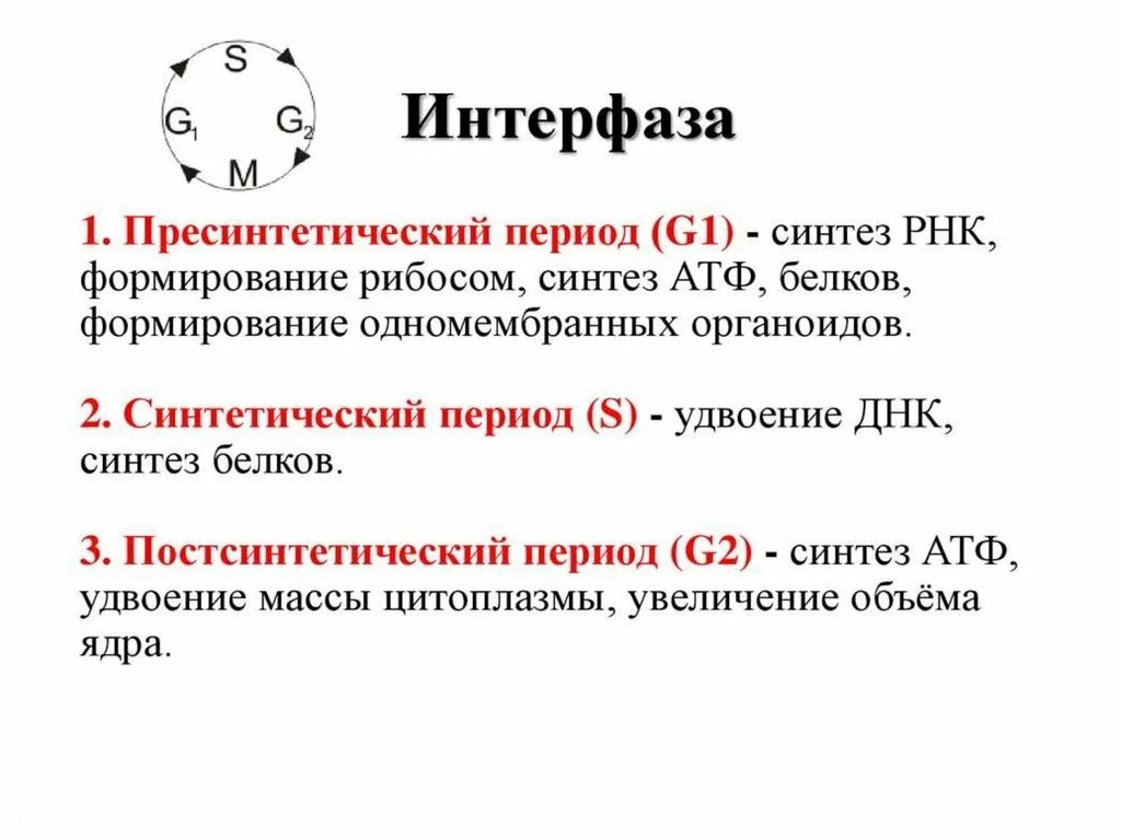 3 этапа интерфазы. Интерфаза фазы кратко. Жизненный цикл клетки интерфаза кратко. Таблица клеточный цикл интерфаза. Фазы интерфаза перпсинтетический период.