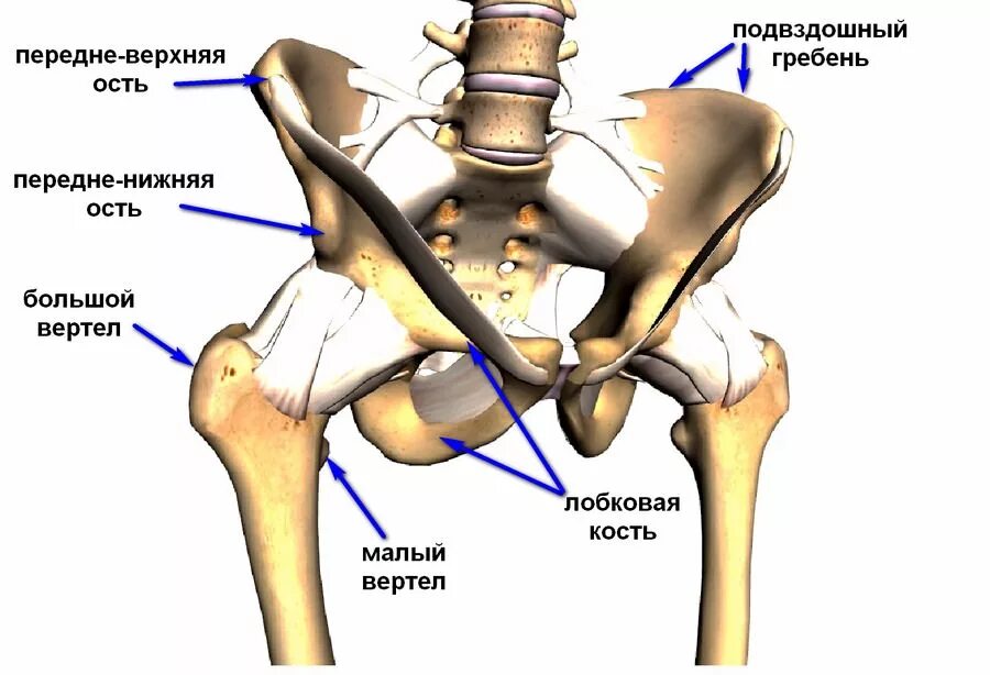 Лонная кость тазобедренного сустава. Анатомия тазобедренного сустава кости. Подвздошная кость тазобедренного сустава. Тазобедренный сустав и подвздошной кости. Болит тазовая кость справа