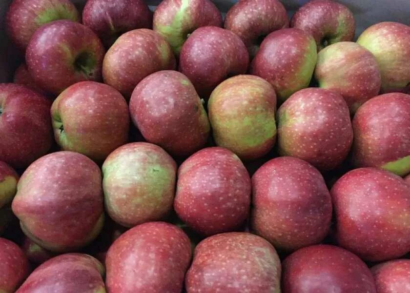 Томат энджел черри. Яблоки кисло-сладкие сорта. Яблоня альва. Яблоня сорта яндыковское. Перец сладкий какаду оранжевый 10шт.