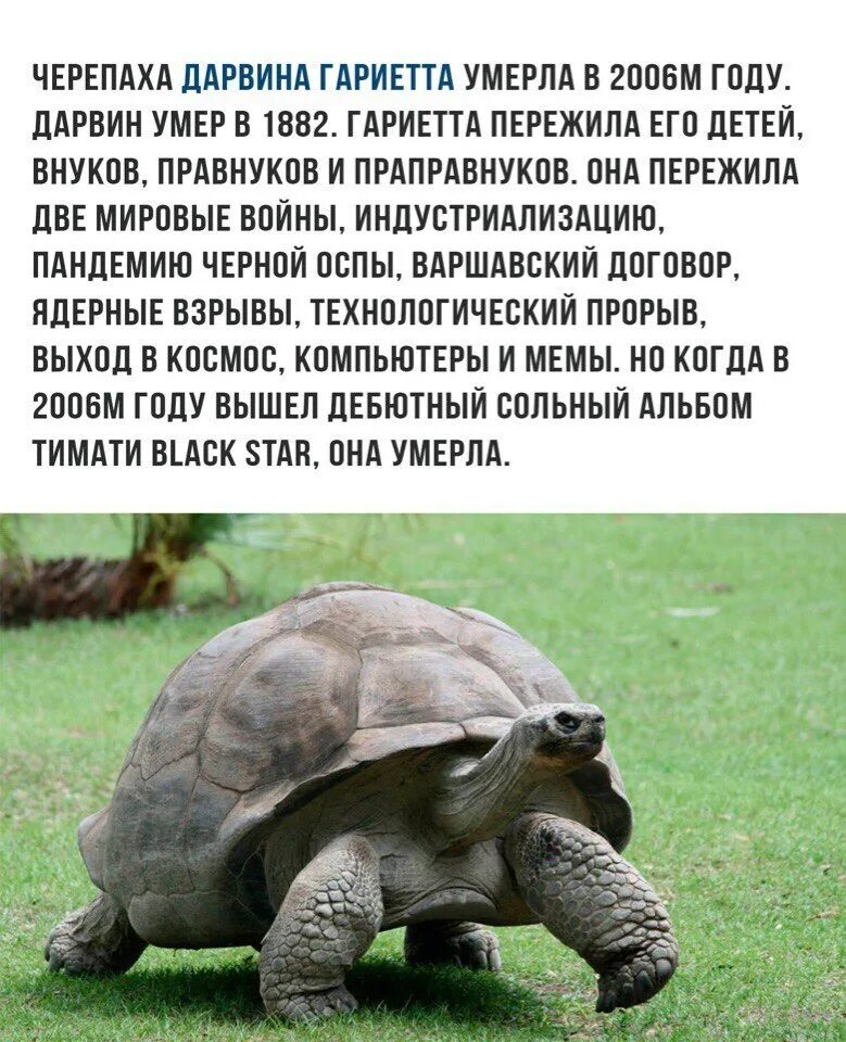 Как определить умершую черепаху