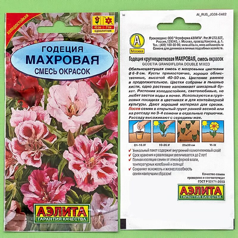 Годеция выращивание из семян когда (61 фото)