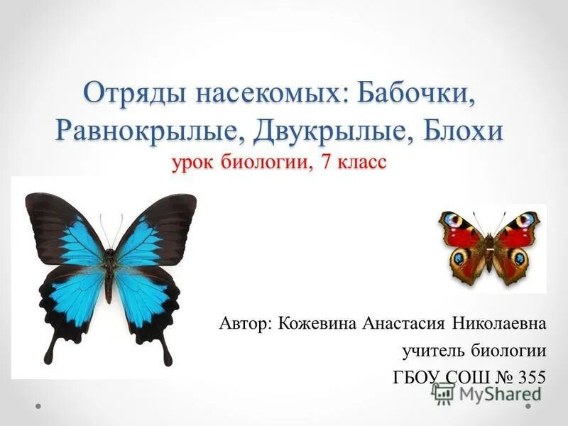 Бабочки 7 класс. Чешуекрылые бабочки представители. Бабочки для презентации. Сообщение о бабочке. Бабочки презентация 7 класс.