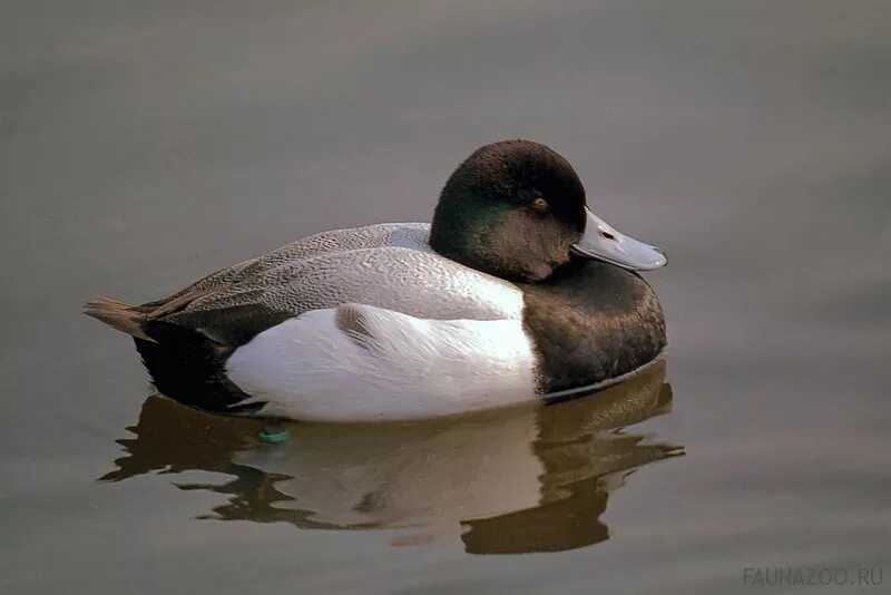 Утка мандаринка ханкайского заповедника. Утка мандаринка краснокнижная. Утки в красной книге. Утки в красной книге. Утки из красной книги.