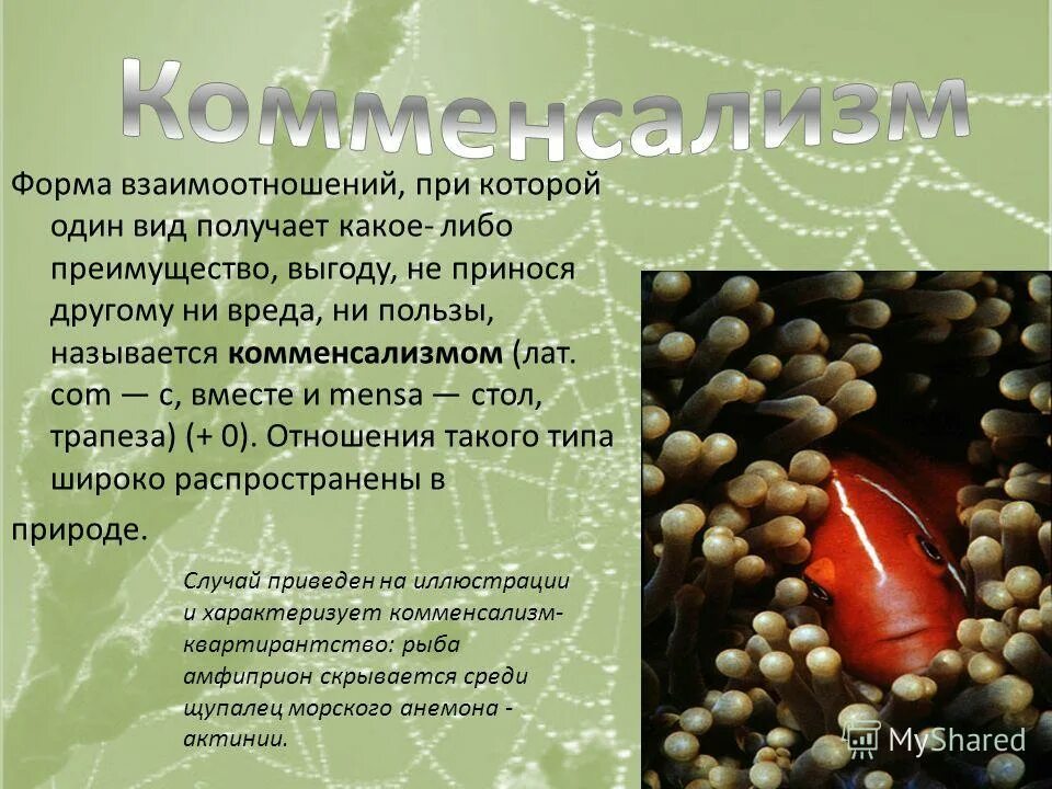 форма взаимоотношений при которой один вид получает. презентация биотические взаимоотношения. паразитизм как форма межвидовых взаимодействий. ни вреда ни пользы. формы симбиоза.