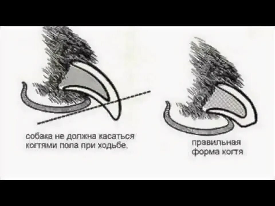 Как стричь ногти у собак. Правильная обрезка когтей собаки. правильно подстричь когти собаке. как подстричь когти собаке схема.