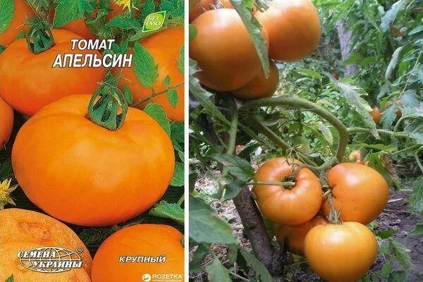 Томаты апельсин описание сорта. Томат апельсин среднеспелый. томат оранж седек. томат апельсин описание сорта. помидор донецкий апельсин.