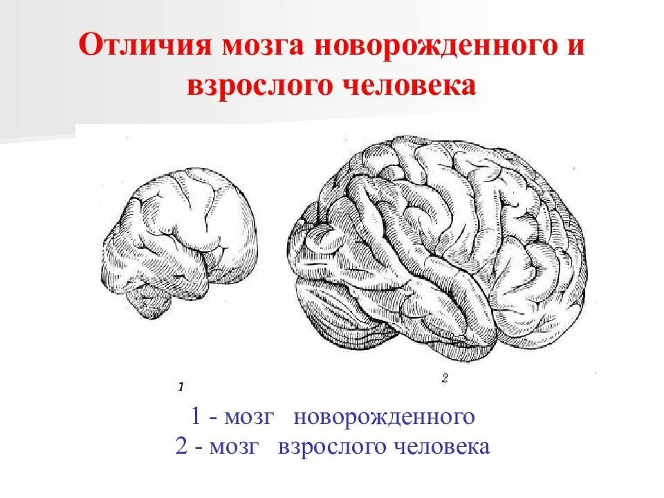 Секреты развития мозга ребенка. Строение мозга новорожденного. Строение головного мозга для детей. Головной мозг новорожденного ребенка.