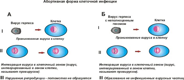 Продуктивная форма взаимодействия вируса с клеткой. Абортивная форма взаимодействия вируса с клеткой. Интегративная форма взаимодействия вируса с клеткой. Этапы взаимодействия вируса с клеткой продуктивная инфекция. Этапы взаимодействия с клеткой