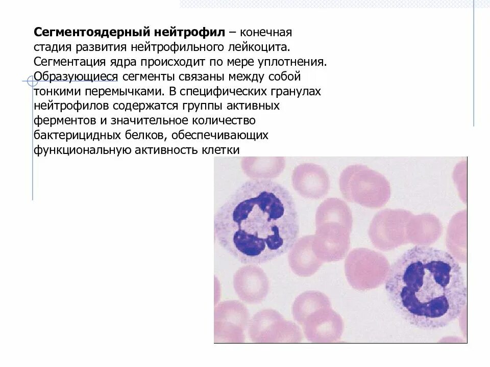 Понижены сегментоядерные нейтрофилы в крови у женщин. Сегментоядерные нейтрофилы ядро. Сегментоядерные нейтрофилы морфология. Сегментоядерные нейтрофилы микроскопия. Нейтрофилы в мазке крови.