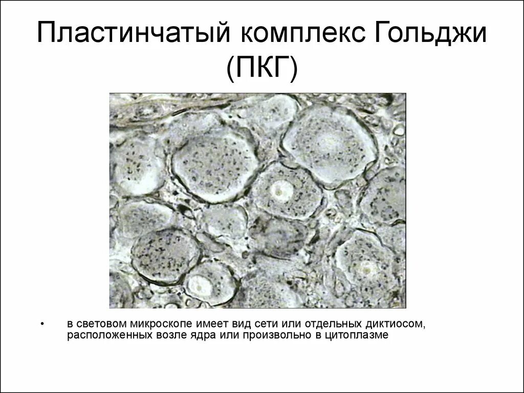 Комплекс Гольджи под световым микроскопом. Аппарат Гольджи электронная микроскопия. Аппарат Гольджи под микроскопом. Комплекс Гольджи пластинчатый аппарат микроскоп. Пластинчатый комплекс