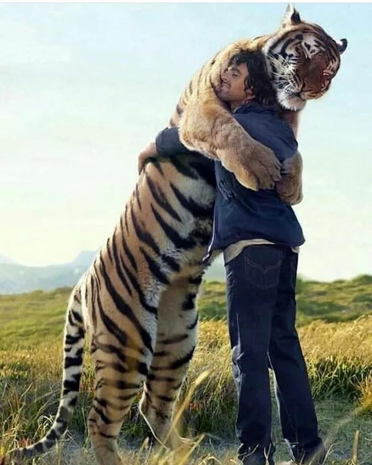 Можно ли приручить тигра