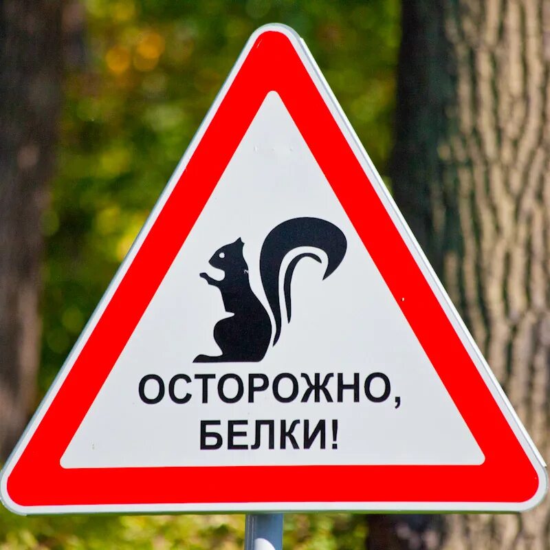 Осторожно москва. Знак осторожно белки. Дорожные знаки осторожно белки. Осторожно белки знак в СПБ. Осторожно белки Берегись.