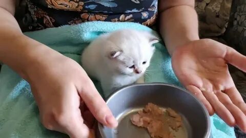 1 есть котенок