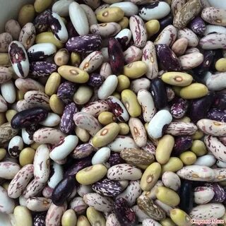 Цветная фасоль