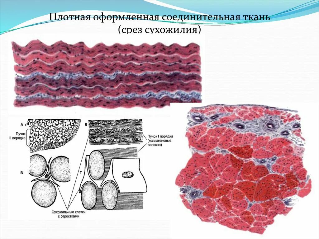 Плотная оформленная соединительная ткань поперечный срез. Плотная соединительная ткань гистология. Плотная оформленная коллагеновая соединительная ткань. Оформленная волокнистая соединительная ткань гистология.